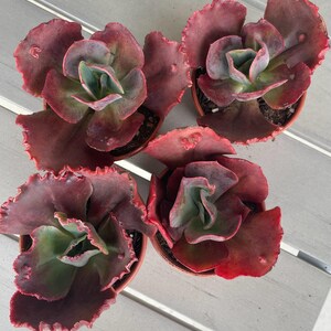 May include: Four potted succulents with ruffled, burgundy-red leaves and green centres. The plants are arranged on a light-coloured, slatted surface. These succulents are a vibrant addition to any indoor or outdoor space.