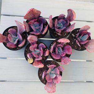 Echeveria Dream Fantasia Variegated 90mm Pot