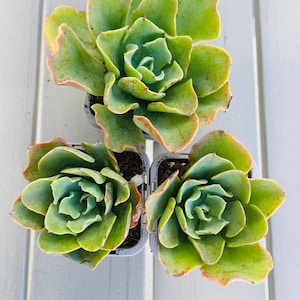 May include: Three succulent plants in small square pots. The plants have green leaves with reddish-pink edges. The leaves are arranged in a rosette pattern. The pots are grey and sit on a white slatted surface.