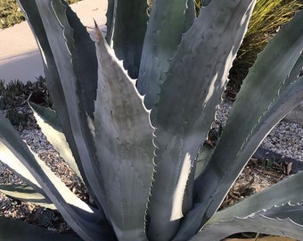 Agave Americana/Century plant HUGE growing live succulent
