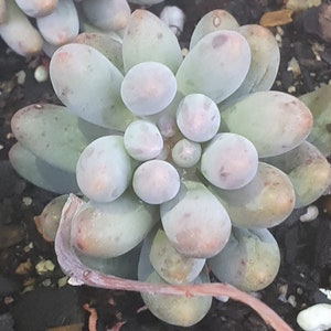 Pachyphytum Machuacae Baby Finger Rare Live Pink Succulent CUTTING