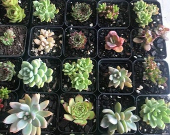 Wholesale/Bulk Buy Surprise Pack of 6/12/18 Unique Succulents