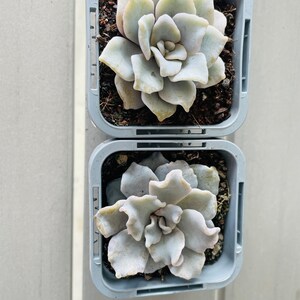 May include: Two succulent plants in square, light grey plastic pots. The succulents have pale green, fleshy leaves arranged in a rosette shape. The pots sit on a light grey surface. The plants are a light green colour.