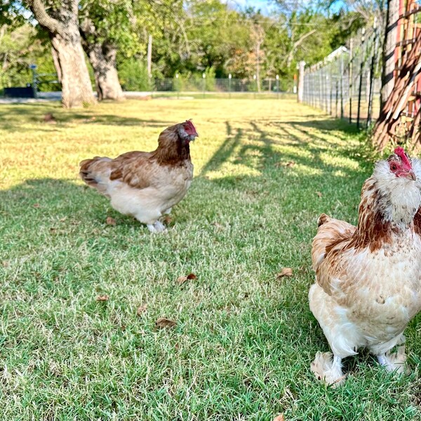 6+ Fertilized Chicken Eggs, Organically-Fed, Free Range, Farm Fresh Eggs, Life Cycle Homesteading Projects, Baking, Family Farm