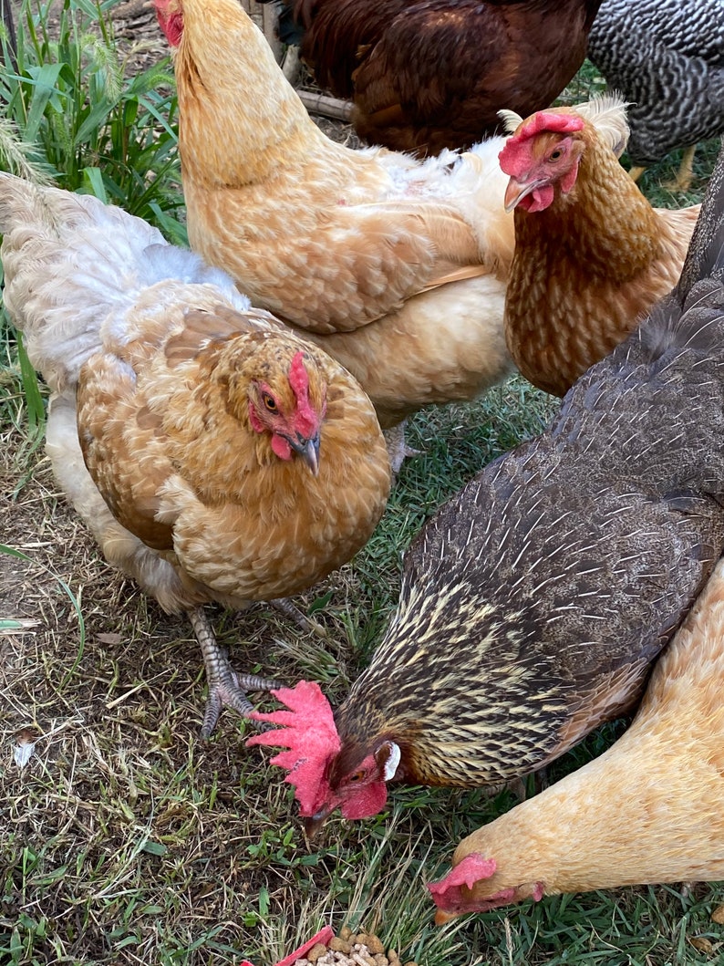 12 Fresh Fertile Chicken Hatching Eggs Assorted Barnyard Etsy