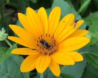 Oxeye Sunflower Seeds, Early Sunflower, Heliopsis helianthoides, Butterfly Gardening, Native Seed, Pollinator Garden, Seed Shop