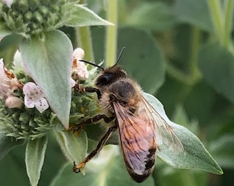 Native Seeds for Nature Lovers: Blunt Mountain Mint, Invite Pollinators to your garden! Wildflower Seeds, Butterfly Host & Medicinal