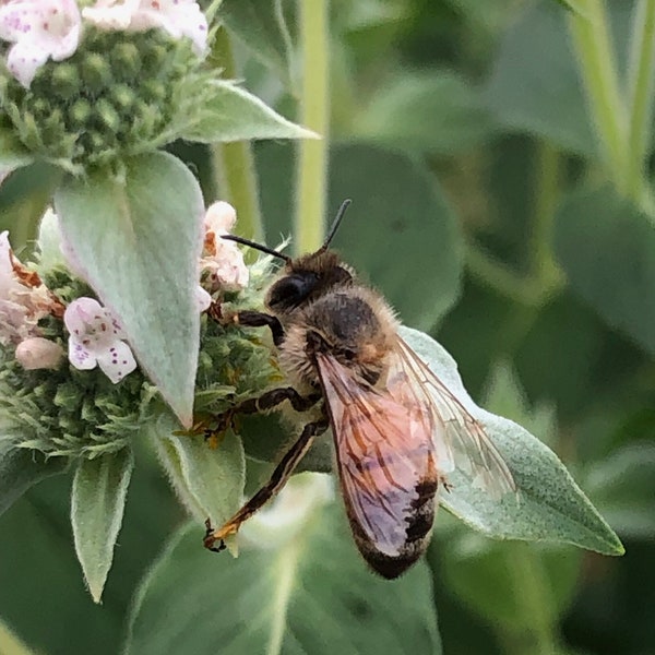 Blunt Mountain Mint Seeds a Native Perennial, Butterfly Host Plant and Pollinator Magnet, Pycnanthemum muticum, Native Seeds, Seed Shop