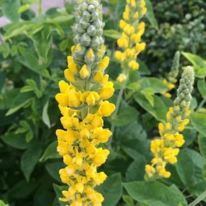 100 semillas de Carolina Lupin, planta nativa tolerante a la sequía, semillas perennes amarillas, semillas de flores silvestres para un prado de flores silvestres, sin OGM imagen 1
