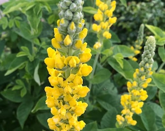 100 Carolina Lupine seeds, Drought Tolerant Native Plant, Yellow Perennial Seeds, Wildflower Seeds for a Wildflower Meadow, non GMO