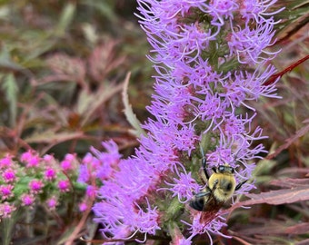 Prairie Blazing Star Seeds: US Native Wildflower, Wildlife Garden, Liatris pycnostachya