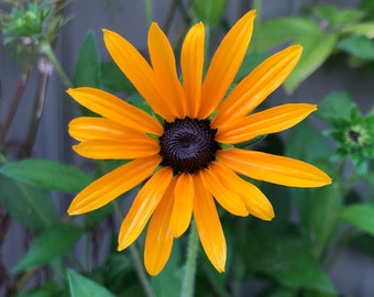 Black Eyed Susan Seeds: Native Pollinator Plant for Butterfly Gardens