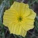 see more listings in the NATIVE PLANT SEEDS section