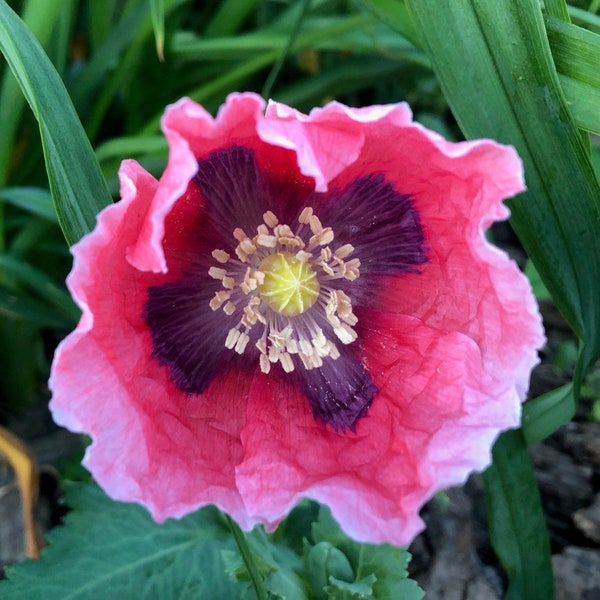Poppy Seeds for Planting Etsy