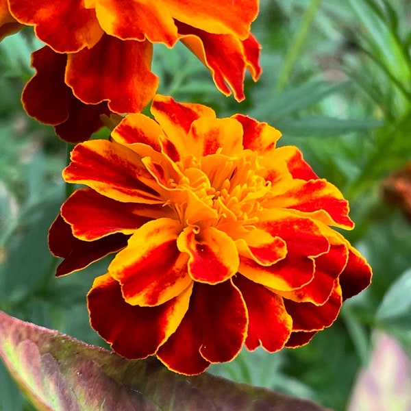 French Marigold Seeds an Annual Seed that produces Natural Dye, Edible Flowers, Herbal Oils and so much more! Tagetes patula