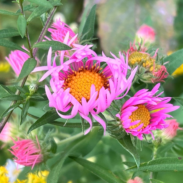 New England Aster Seeds, Native Seeds for Pollinator Garden, Shades of Pink and Purple Perennial Flowers, Butterfly or Cottage Garden