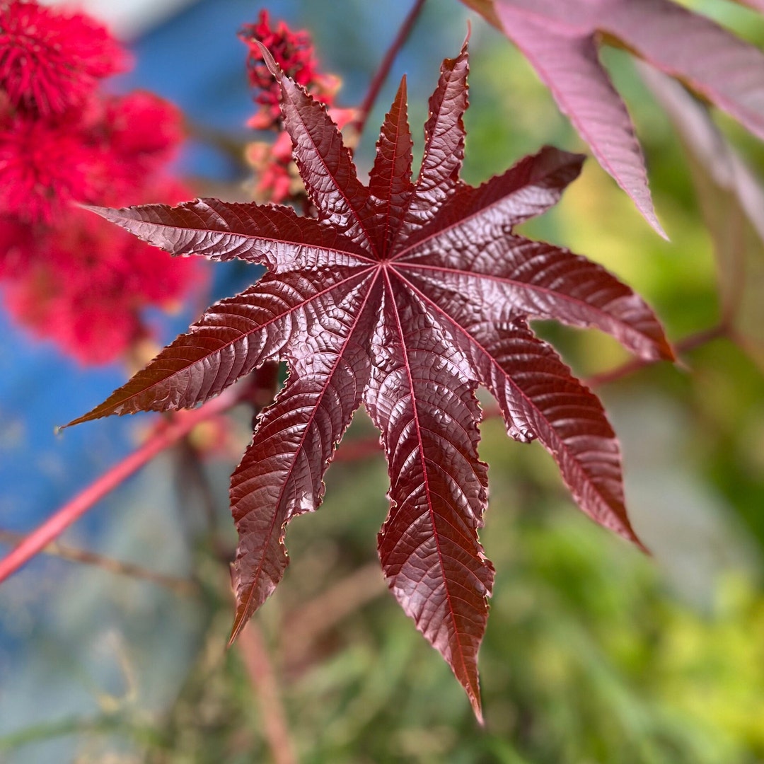 Castor Seeds, Tropical Plant Seed, Castor Oil Plant, Foliage Plant Etsy