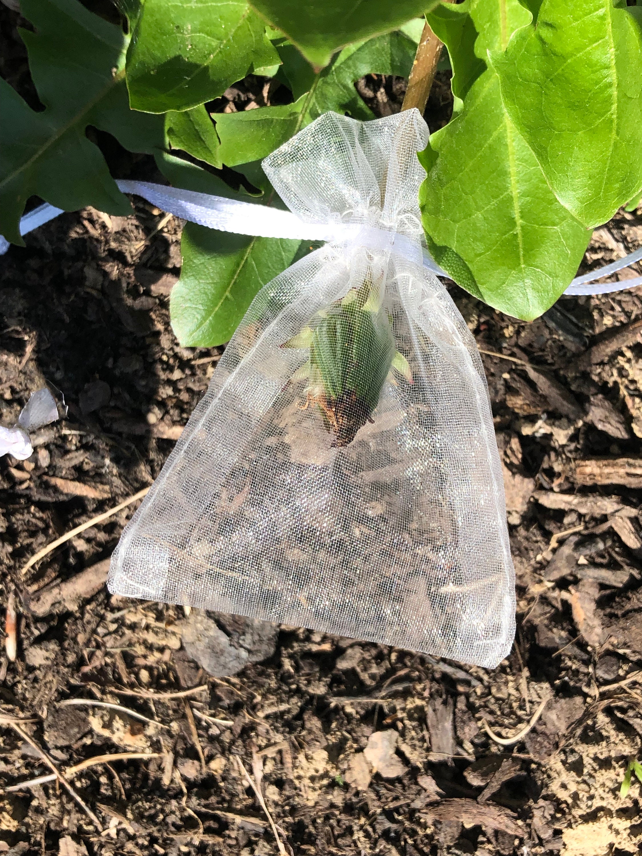 10 3 x 4 Seed Collection Bags Etsy