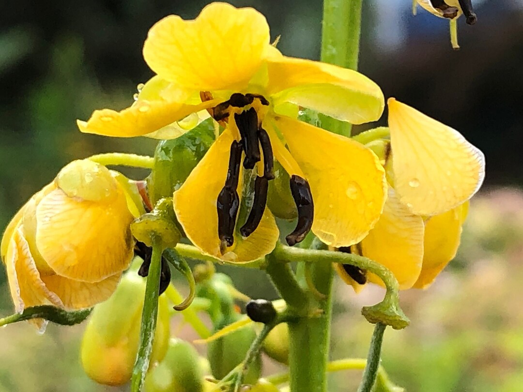 Wild Senna Seeds, Native Plant Seeds, Butterfly Garden, Wildlife Garden