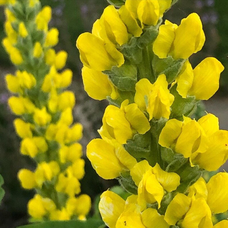 100 semillas de Carolina Lupin, planta nativa tolerante a la sequía, semillas perennes amarillas, semillas de flores silvestres para un prado de flores silvestres, sin OGM imagen 7