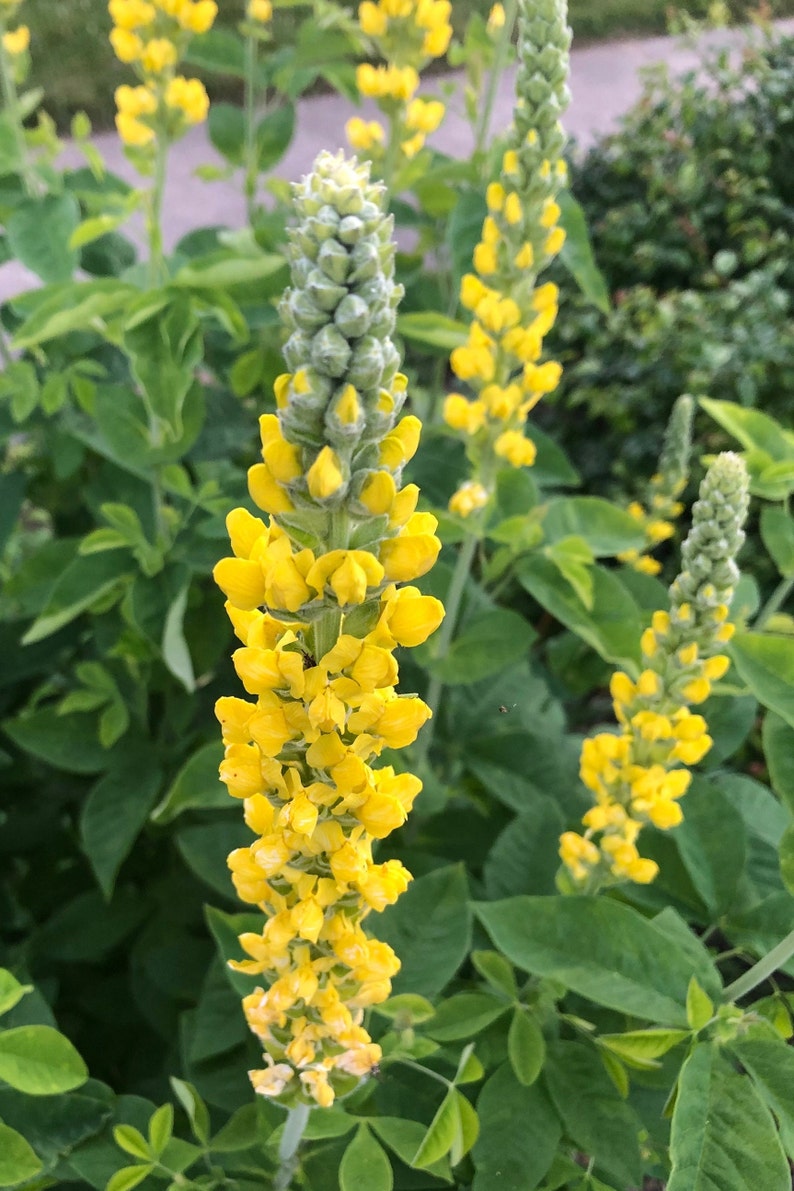 100 semillas de Carolina Lupin, planta nativa tolerante a la sequía, semillas perennes amarillas, semillas de flores silvestres para un prado de flores silvestres, sin OGM imagen 1