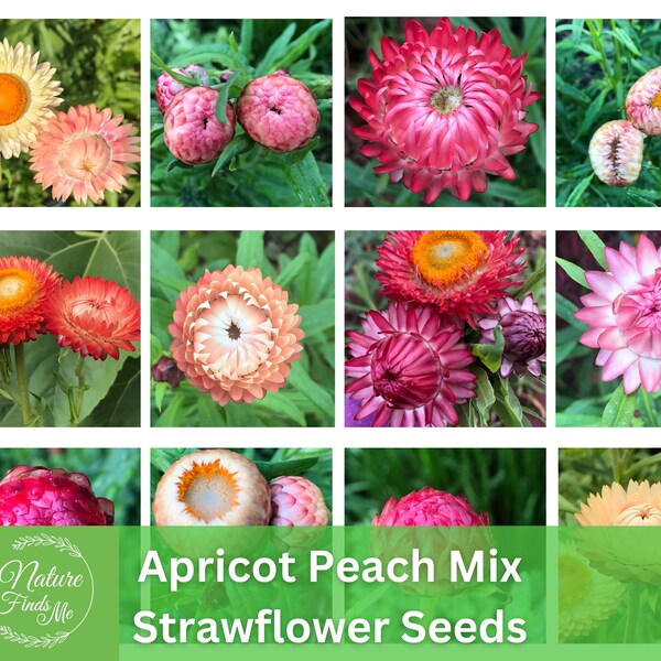 Cut Flower Seeds Etsy