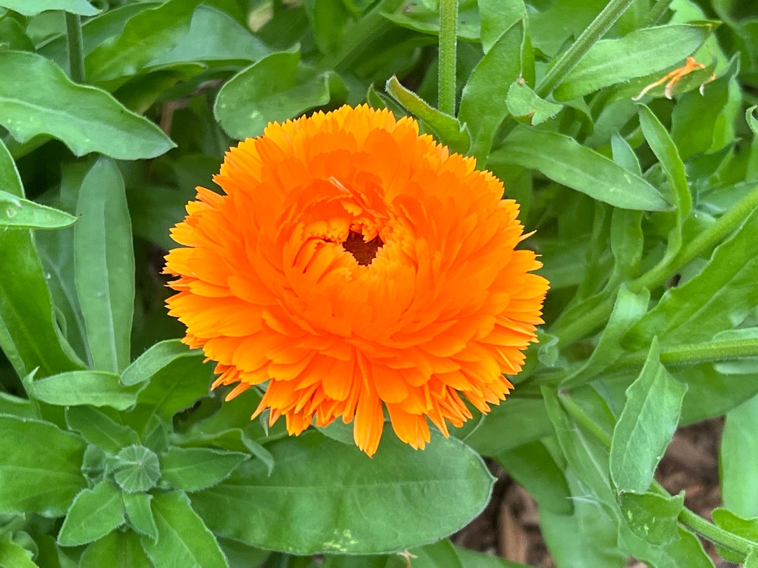 Calendula Seeds Herb Seeds Cut Flower Seeds Medicinal Etsy