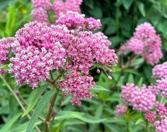 Swamp Milkweed Seeds: Monarch Butterfly Host Plant, US Native Wildflower, Asclepias incarnata