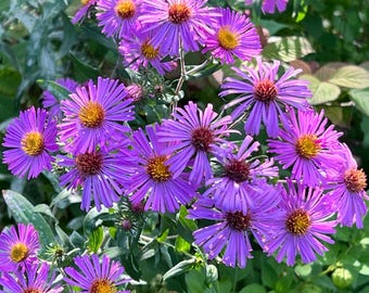 New England Aster Seeds: Native Perennial Flowers & Wildlife Host Plant