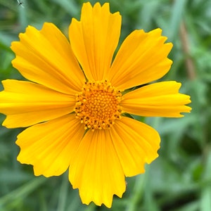 Lanceleaf Coreopsis Seeds, Flower Seeds, Wildflower Seed, Pollinator Garden, Deer Resistant Plant, US Native Perennial Seed, non GMO