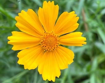Lanceleaf Coreopsis Seeds: US Native Perennial, Pollinator Garden, Coreopsis lanceolata