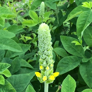 100 semillas de Carolina Lupin, planta nativa tolerante a la sequía, semillas perennes amarillas, semillas de flores silvestres para un prado de flores silvestres, sin OGM imagen 3