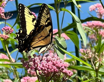 Save the Monarch Butterfly with Milkweed Seeds for Butterfly! Swamp Milkweed Seeds, Non GMO Wildflower Seed, Perennial Flower & Native Plant