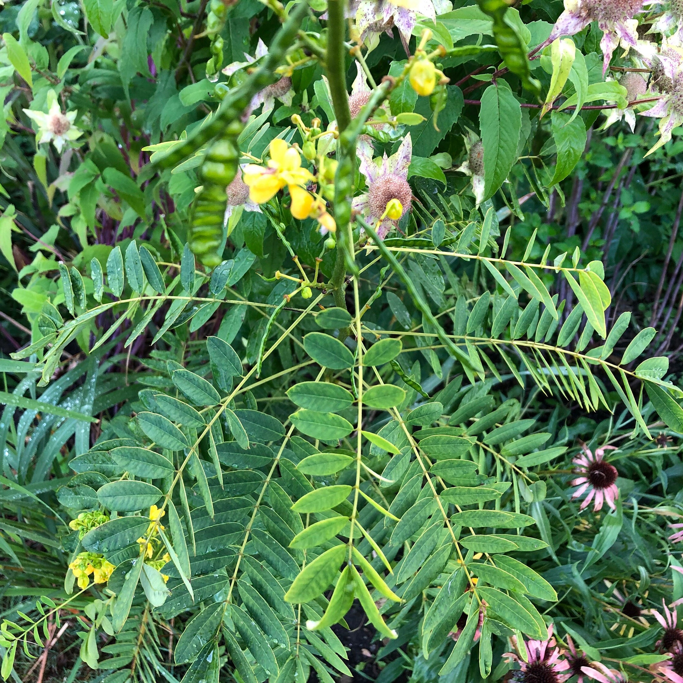 Wild Senna Seeds, Native Plant Seeds, Butterfly Garden, Wildlife Garden