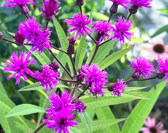 Tall Ironweed Seeds, Perennial Flower Seeds and New York Native Plant, native to the Eastern United States, Giant Ironweed