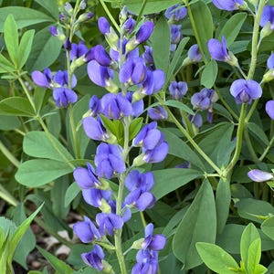 Native Wildflower Seeds: Blue False Indigo, Baptisia australis, Perennial Seed, Native Seeds, Seed Packet, Cut Flower Seeds, Wildflower Seed