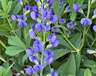 Blue False Indigo Seeds: Native Wildflower, Baptisia Australis