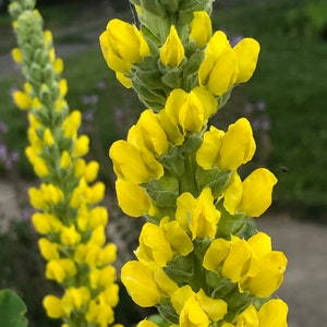 100 semillas de Carolina Lupin, planta nativa tolerante a la sequía, semillas perennes amarillas, semillas de flores silvestres para un prado de flores silvestres, sin OGM imagen 2