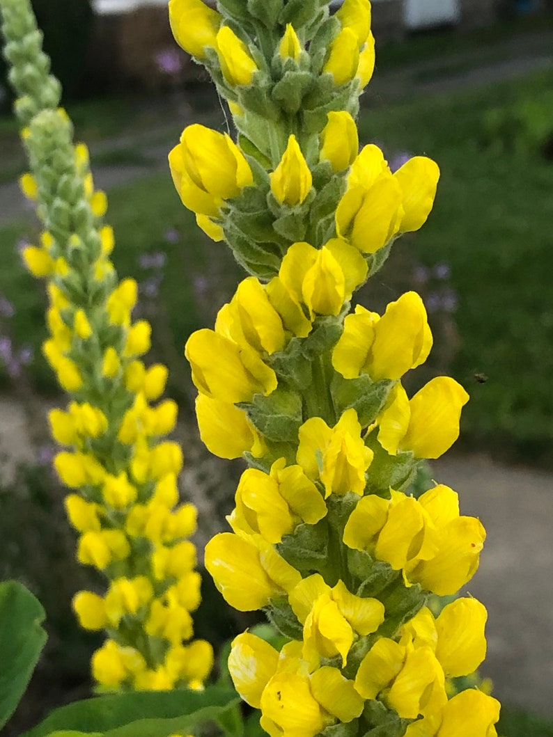 100 semillas de Carolina Lupin, planta nativa tolerante a la sequía, semillas perennes amarillas, semillas de flores silvestres para un prado de flores silvestres, sin OGM imagen 2