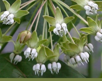 Save the Monarch Butterfly with Milkweed Seeds for Butterfly! Poke Milkweed Seeds, Non GMO Wildflower Seed, Perennial Flower & Native Plant