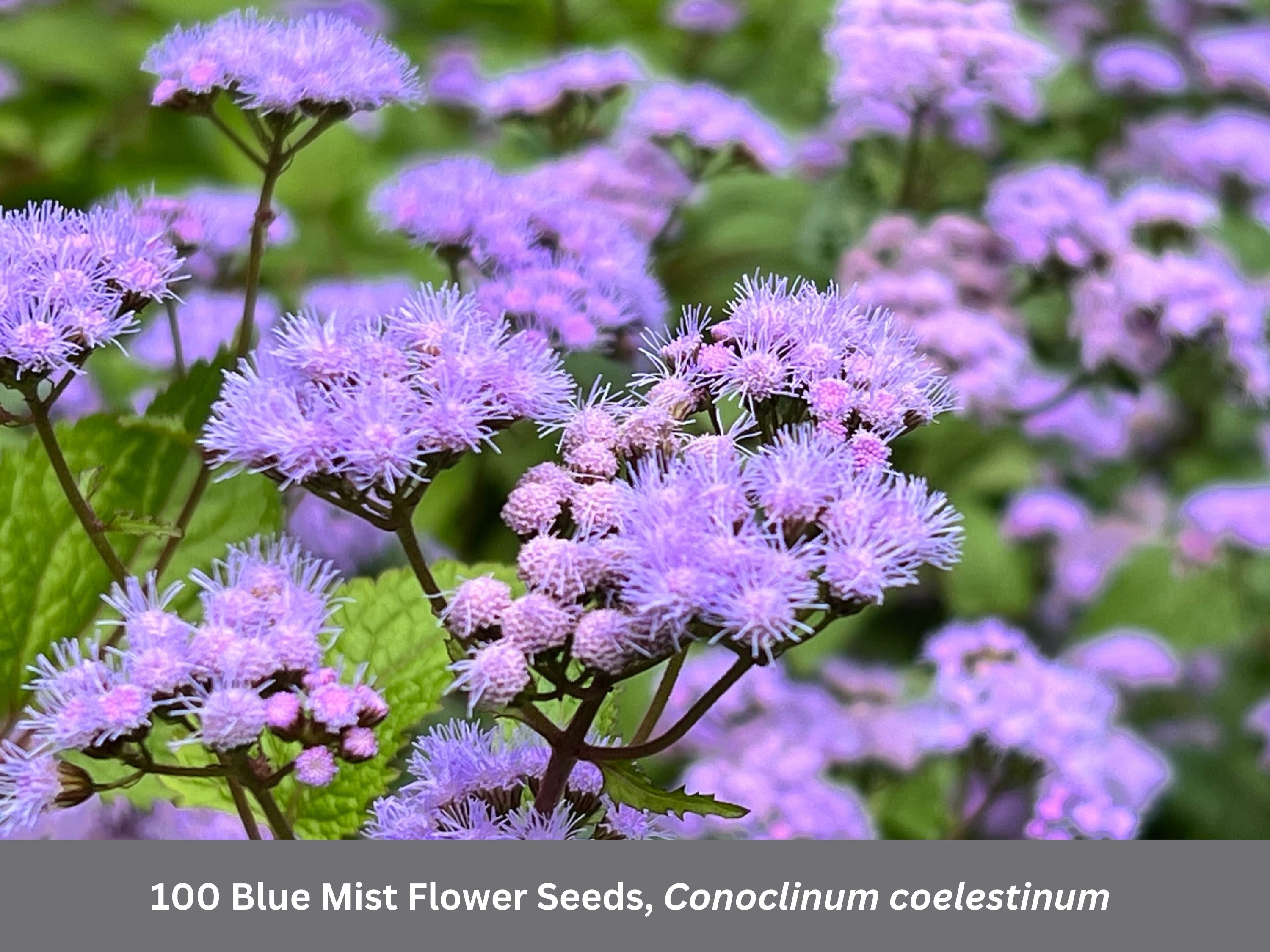 Blue Mist Flower seeds, Hardy Ageratum, Native Plant, Butterfly Garden, Pollinator Gardening, Monarch Food Source