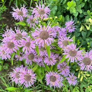 Bee Balm Seeds: Native Wildflower Perennial, Culinary Gardening, Monarda fistulosa