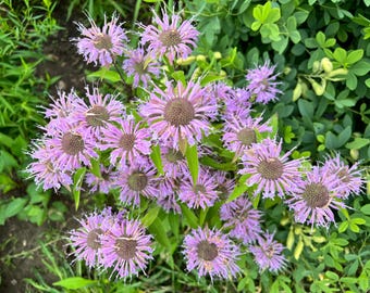 Bee Balm Seeds: Native Wildflower Perennial, Culinary Gardening, Monarda fistulosa