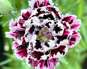 Black and White Minstrels Dianthus Seeds, Rare Dark Maroon Carnation