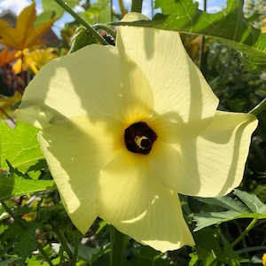 Sunset Hibiscus Seeds, An edible plant with medicinal properties, Rare Seed that is an Asian Native, Gardener Gift, Abelmoschus manihot