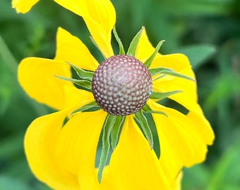 Prairie Coneflower Seeds: Native Wildflower, Butterfly Garden, Ratibida pinnata