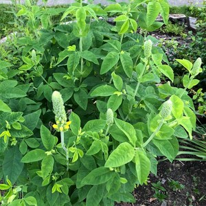 100 semillas de Carolina Lupin, planta nativa tolerante a la sequía, semillas perennes amarillas, semillas de flores silvestres para un prado de flores silvestres, sin OGM imagen 5