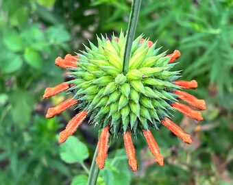 100 Leonotis nepetifolia seeds, Klip Dagga, Lion's Ear, Medicinal Plant, Folk Medicine, Orange Flower, Unique Plant Seeds, African Native