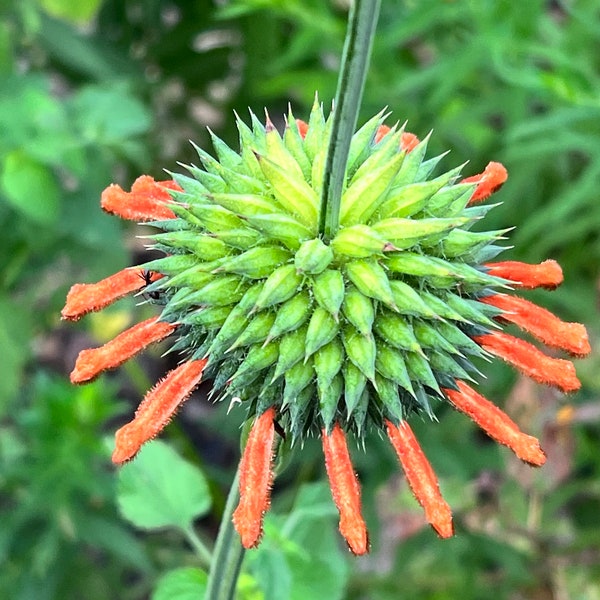 100 Leonotis nepetifolia seeds, Klip Dagga, Lion's Ear, Medicinal Plant, Folk Medicine, Orange Flower, Unique Plant Seeds, African Native