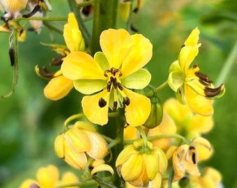 Maryland Senna Seeds: US Native Butterfly Garden Plant, Senna marilandica